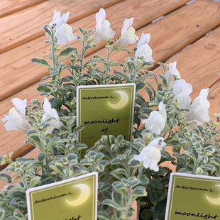 浙庭院小花匠*斑叶金鱼草“月光三部曲”*耐寒多年生*可组盆花叶