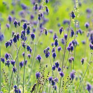 浙庭院小花匠*垂花鼠尾草*耐寒多年生*花梗高挑*分枝多花量大耐热