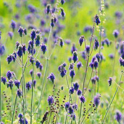 浙庭院小花匠*垂花鼠尾草*耐寒多年生*花梗高挑*分枝多花量大耐热
