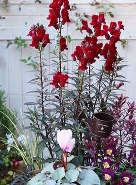 浙庭院小花匠*铜叶金鱼草“黑王子”耐寒多年生*花色多变*可切花