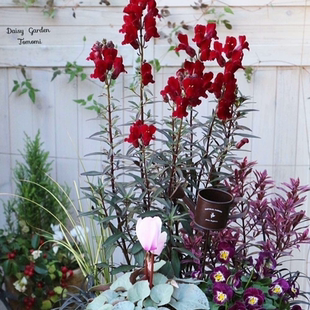 浙庭院小花匠*铜叶金鱼草“黑王子”耐寒多年生*花色多变*可切花