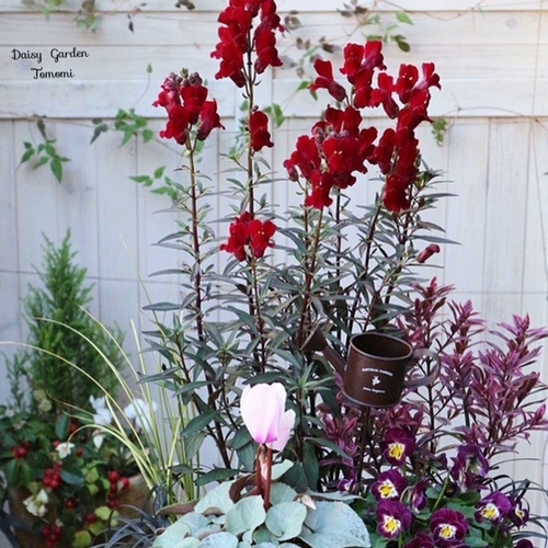 浙庭院小花匠*铜叶金鱼草“黑王子”耐寒多年生*花色多变*可切花