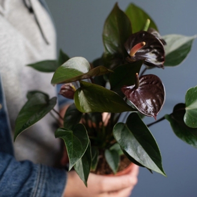 鲁庭院小花匠*安祖花“巨巧克力”多年生*观花花烛*花期长暗系
