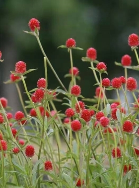 鲁庭院小花匠*千日红“小草莓/小莓果”半耐寒多年生*耐热花期长