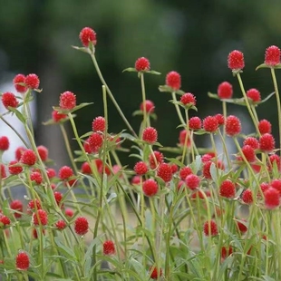 鲁庭院小花匠*千日红“小草莓/小莓果”半耐寒多年生*耐热花期长