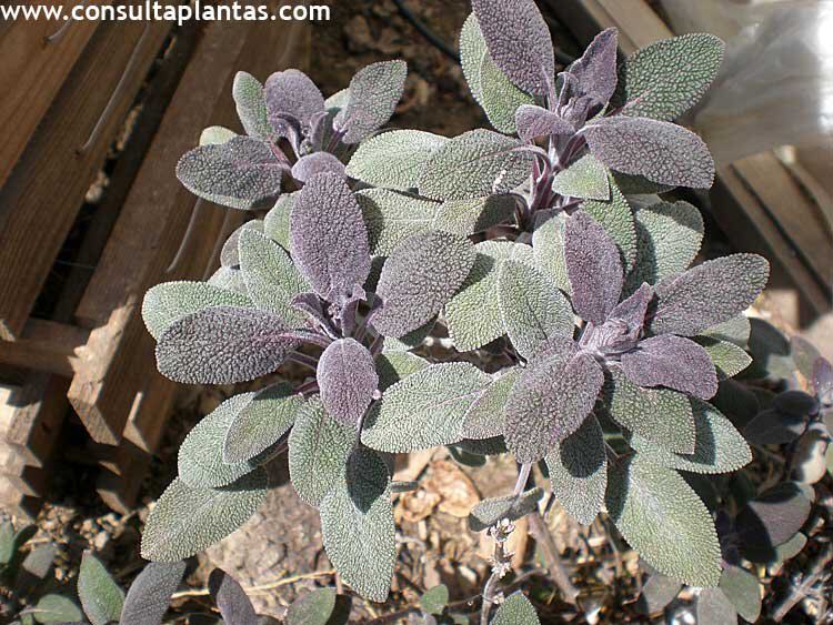 浙庭院小花匠*药鼠尾草"罗兰魅影"*香草花园花境植物*可食盆栽