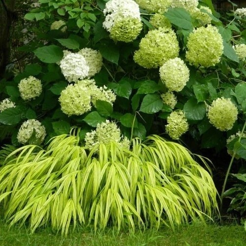 鲁庭院小花匠*花叶箱根草/风知草*耐寒多年生*耐热耐荫*宿根草