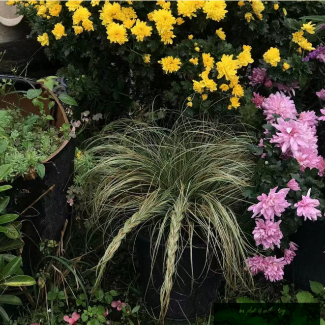 鲁庭院小花匠*苔草“亚马逊迷雾”耐寒多年生*观赏草*线条*组盆