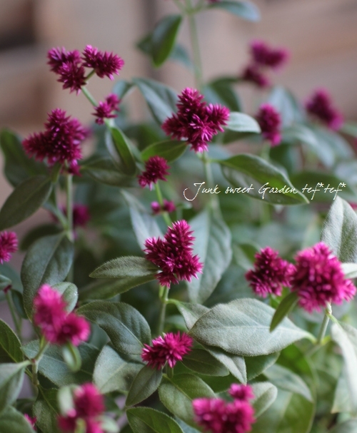 浙庭院小花匠*宿根千日红“千日小坊”半耐寒多年生*小型品种组盆