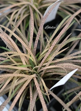 鲁庭院小花匠*龙舌百合“卡布奇诺”半耐寒多年生*花叶线条*组盆