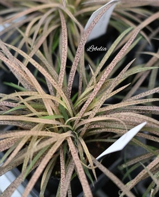 鲁庭院小花匠*龙舌百合“卡布奇诺”半耐寒多年生*花叶线条*组盆