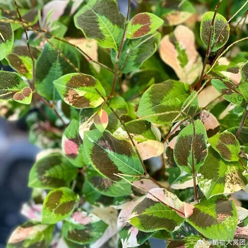 浙庭院小花匠*斑叶金线草*耐寒多年生*耐热耐湿低维护*斑纹随机