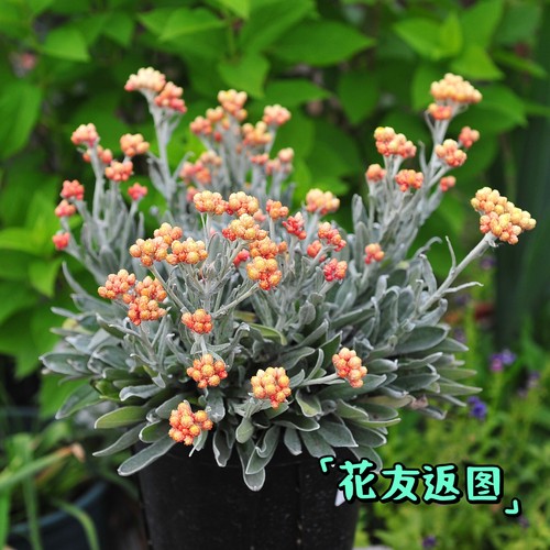 鲁庭院小花匠*银叶蜡菊“余烬辉光”*半耐寒多年生*纸质花瓣