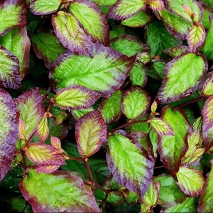 浙庭院小花匠*波斯铁木“小尖塔”*耐寒多年生*叶色多变*扦插苗