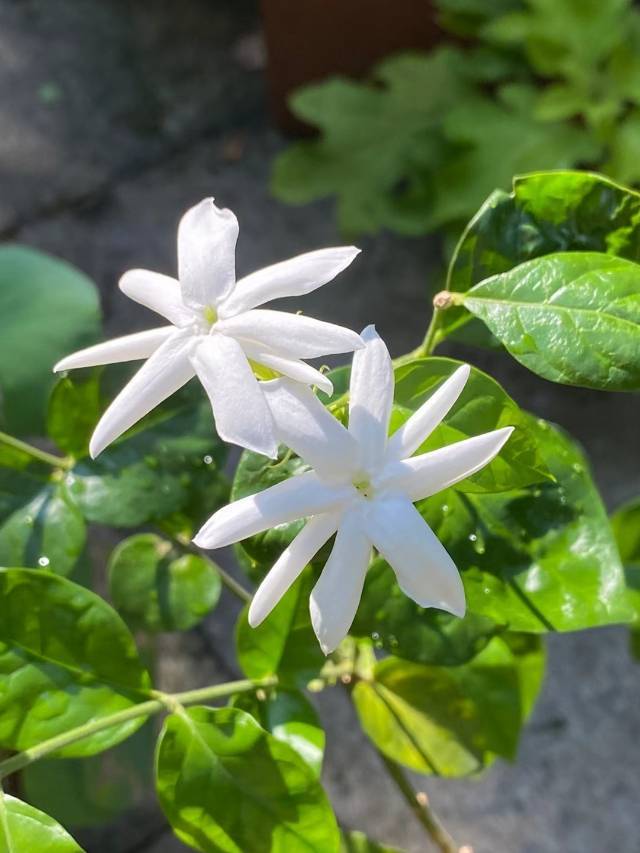 鲁庭院小花匠*单瓣笔尖茉莉*浓香香型好*耐热盆栽传统香花