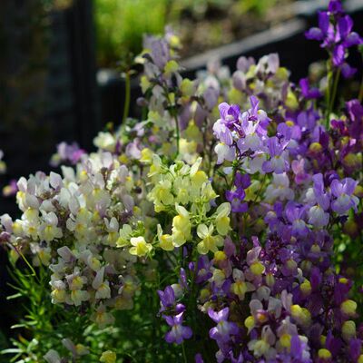 浙庭院小花匠*矮生柳穿鱼“孔雀鱼”混色*一年生*姬金鱼草丰花