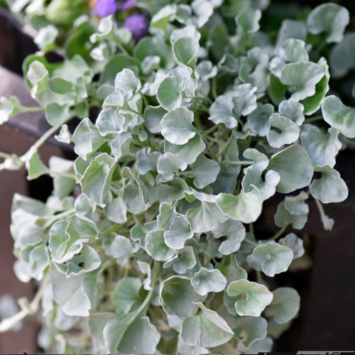 鲁庭院小花匠*银叶马蹄金“银瀑”多年生*耐热好养*地被垂吊组盆