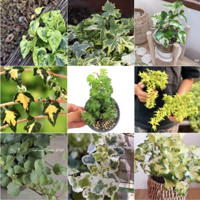 浙庭院小花匠*多品种常春藤*耐寒多年生*攀爬垂吊*雪莹白雪姬等