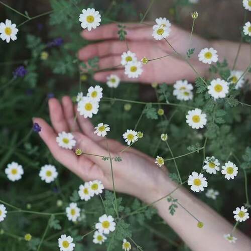 鲁庭院小花匠*白艾菊“百万大奖”半耐寒多年生*银叶短舌匹菊