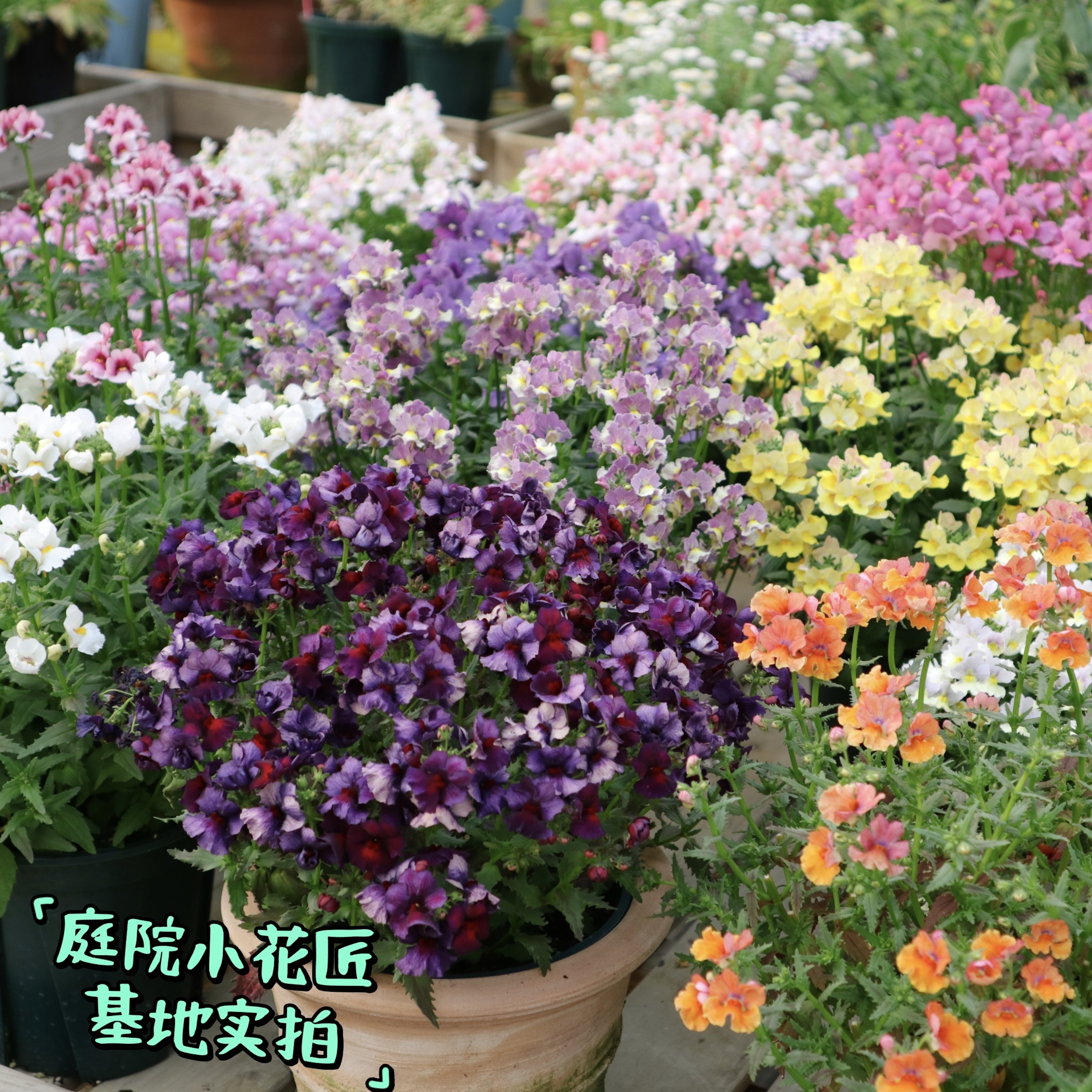 鲁庭院小花匠*多品种龙面花*半耐寒多年生*芳香*花量大花期长组盆
