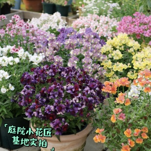 浙庭院小花匠*多品种龙面花*半耐寒多年生*芳香*花量大花期长组盆
