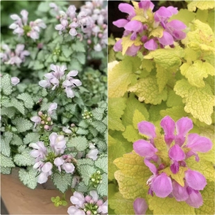 鲁庭院小花匠*金叶野芝麻&银叶野芝麻*耐寒多年生*耐阴彩叶地被