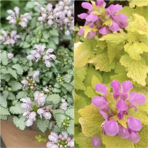 鲁庭院小花匠*金叶野芝麻&银叶野芝麻*耐寒多年生*耐阴彩叶地被