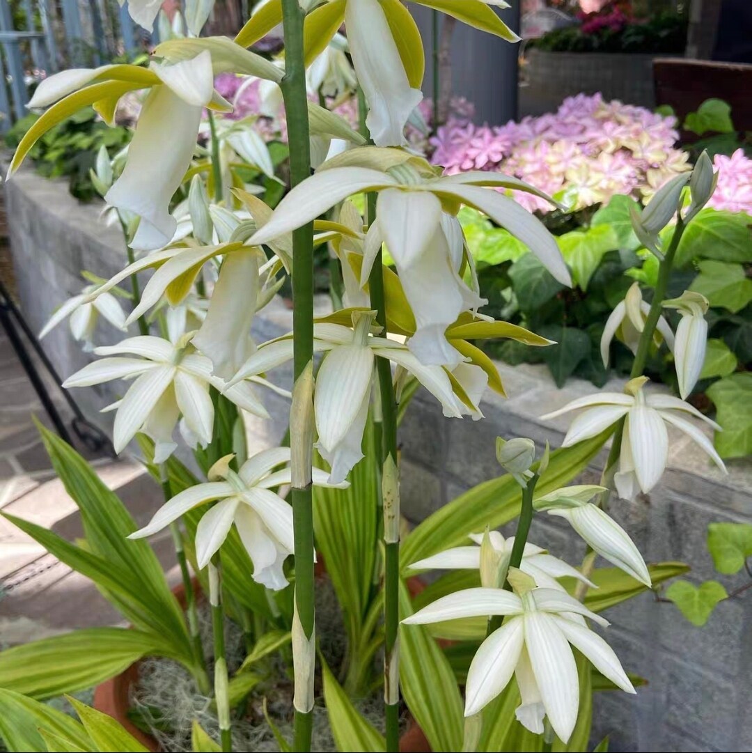 鲁庭院小花匠*白花素心鹤顶兰*多年生*耐热地生兰*低维护兰科兰花