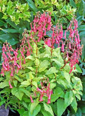 鲁庭院小花匠*花叶南非避日花