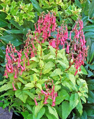 鲁庭院小花匠*花叶南非避日花