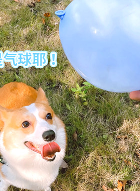 狗狗玩的气球小玩具彩色加厚乳胶