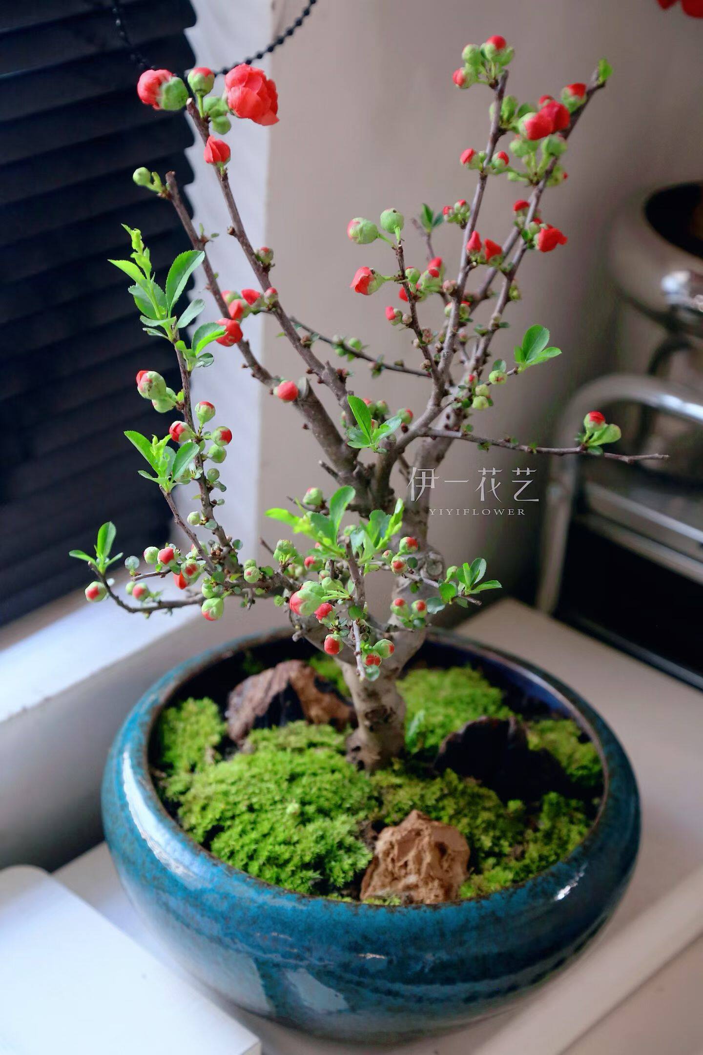 海棠年宵花盆景，适合办公室书房桌盆栽绿植北京同城花店实拍