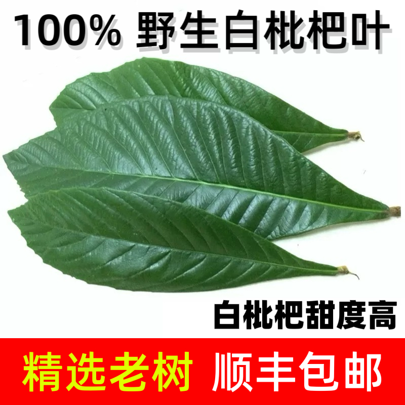 新鲜枇杷叶浙江台州大山纯天然野生现摘清热化痰止咳枇杷树老叶