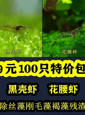 黑壳虾除藻观赏淡水活体饲料草缸