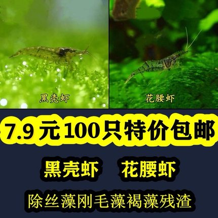黑壳虾除藻虾观赏虾工具虾饲料虾花腰虾中华小长臂除丝藻刚毛藻