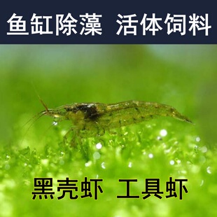 黑壳虾除藻虾观赏虾工具虾花腰虾中华小长臂除丝藻刚毛藻饲料虾