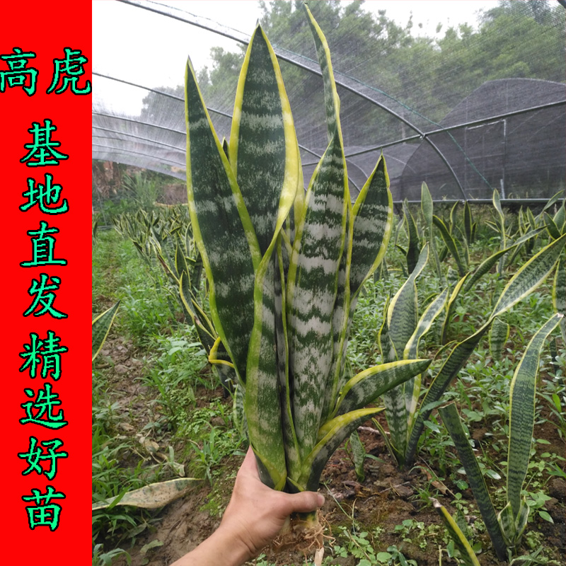 金边虎皮兰盆栽大虎高虎尾兰花