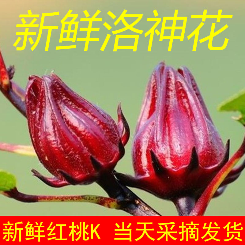 广西现摘洛神花新鲜红桃K花玫瑰茹茄泡茶泡酒酵素当季新货农家