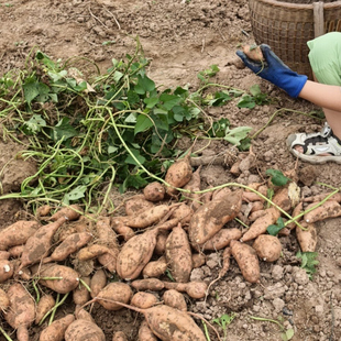 红薯地瓜蕃薯农村传统有机肥种植可蒸可烤可制作红薯干红薯米煲粥