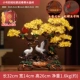 Доктор труба нарисовал Songhe Yingchun Yellow Crystal Tree