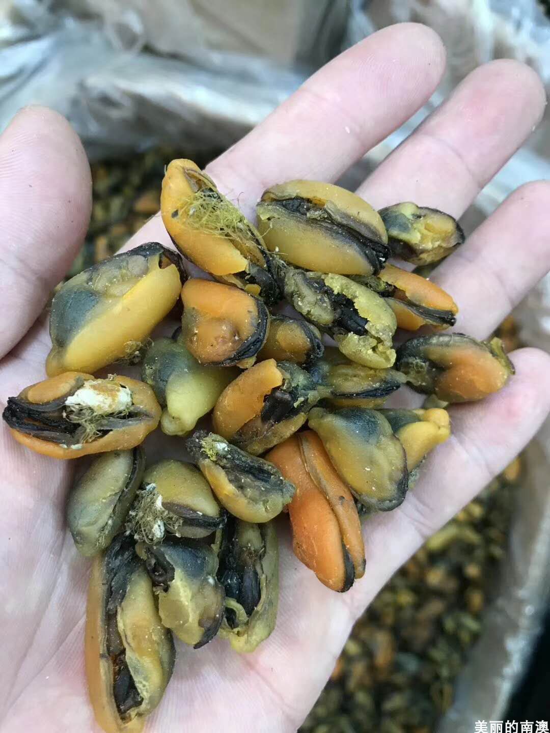 南澳贝干青口贝海虹肉淡菜干壳菜青口贝