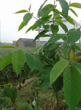 喜树根苗天梓树种子喜树果家园风景树