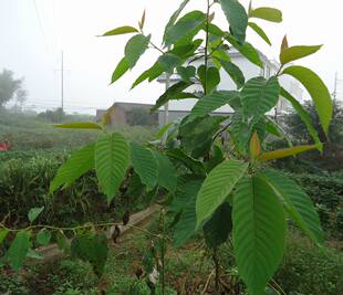 喜树根苗天梓树种子喜树果家园风景树