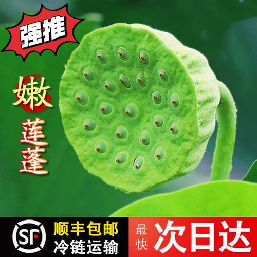 新鲜莲蓬洪湖现摘嫩莲子米莲蓬米孕妇水果顺丰当季莲子生吃清甜