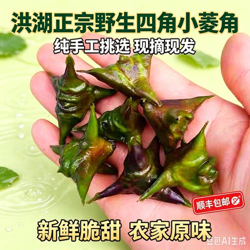 洪湖野菱角刺菱角四角野生小菱角新鲜老菱角非大菱角湖区自然生长