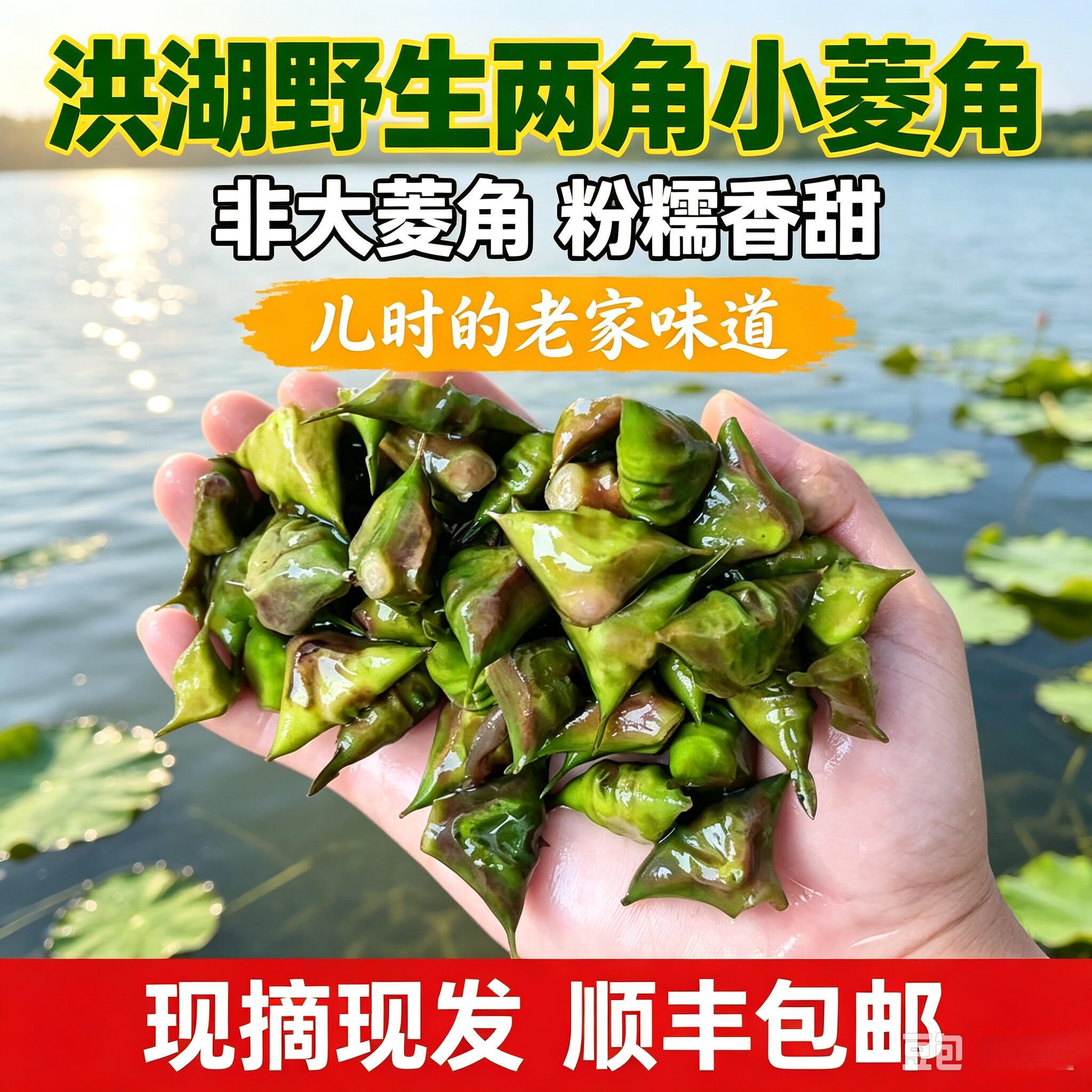 洪湖正宗野生两角小菱角新鲜老菱其它