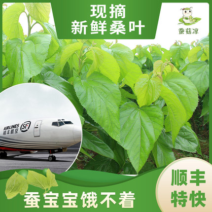 【蚕菇凉】新鲜桑叶小蚕吃特嫩桑叶蚕宝宝饲料食物桑树叶顺丰空运
