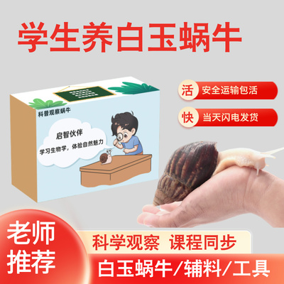 宠物白玉蜗牛小活体套装学生实验