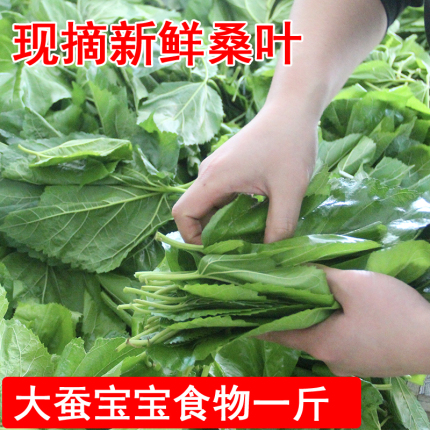 【蚕菇凉】现摘新鲜桑叶养蚕宝宝食物天然桑树纯叶片安全无污染