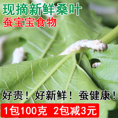 现摘桑叶新鲜大小饲料吃食物自种